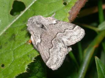 Trichiura crataegi L. adulte - �Philippe Mothiron