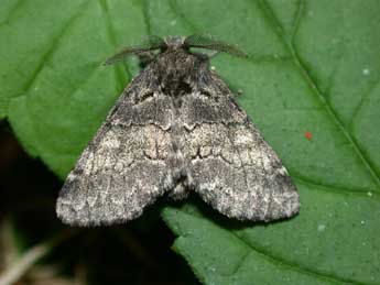 Gluphisia crenata Esp. adulte - �Philippe Mothiron