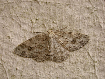 Ectropis crepuscularia D. & S. adulte - �Philippe Mothiron