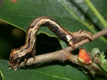  Chenille de Ectropis crepuscularia D. & S. - �Philippe Mothiron