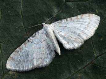 Eupithecia cretaceata Packard adulte - �Daniel Morel
