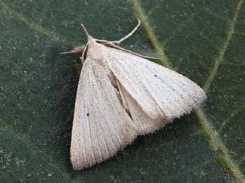 Macrochilo cribrumalis Hb. adulte - �Daniel Morel