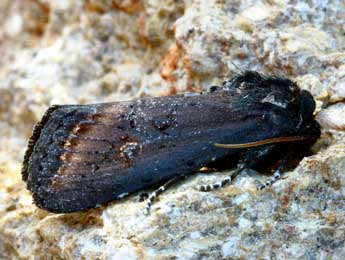 Brithys crini F. adulte - �Daniel Morel