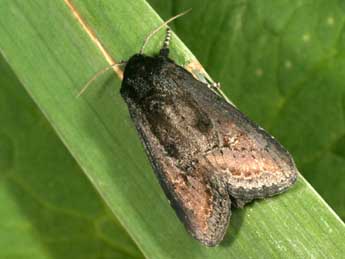 Brithys crini F. adulte - �Daniel Morel