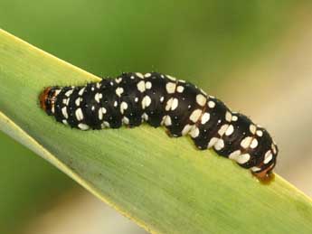  Chenille de Brithys crini F. - �Daniel Morel