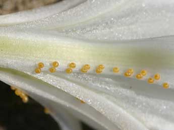  Oeuf de Brithys crini F. - �Daniel Morel