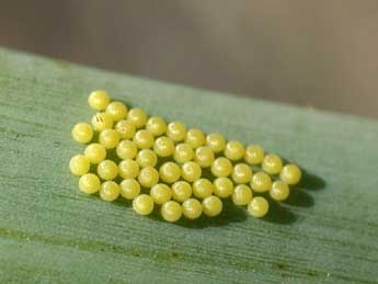  Oeuf de Brithys crini F. - �Daniel Morel