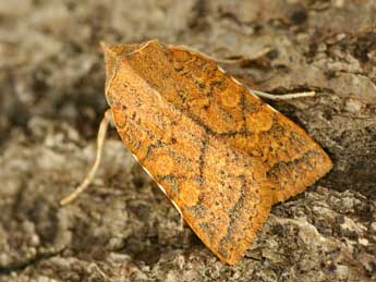 Jodia croceago D. & S. adulte - �Daniel Morel