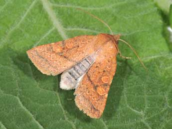 Jodia croceago D. & S. adulte - �Philippe Mothiron