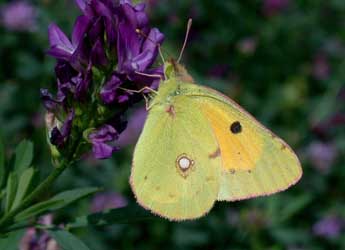 Colias crocea Frc. adulte - �Philippe Mothiron