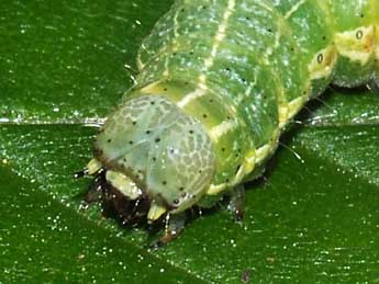  Chenille de Orthosia cruda D. & S. - �Philippe Mothiron