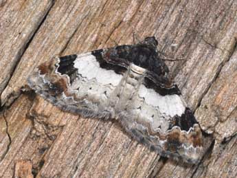 Catarhoe cuculata Hfn. adulte - �Philippe Mothiron