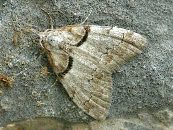 Nola cucullatella L. adulte - �Daniel Morel