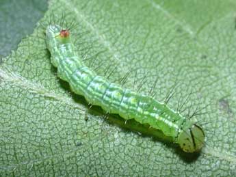  Chenille de Ptilodon cucullina D. & S. - �Philippe Mothiron