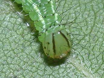  Chenille de Ptilodon cucullina D. & S. - �Philippe Mothiron