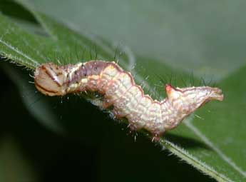  Chenille de Ptilodon cucullina D. & S. - �Philippe Mothiron