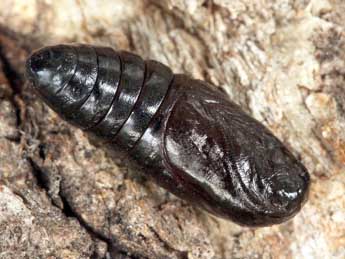  Chrysalide de Ptilodon cucullina D. & S. - �Daniel Morel