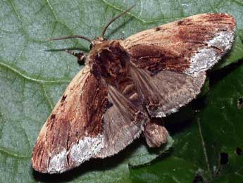 Ptilodon cucullina D. & S. adulte - �Philippe Mothiron