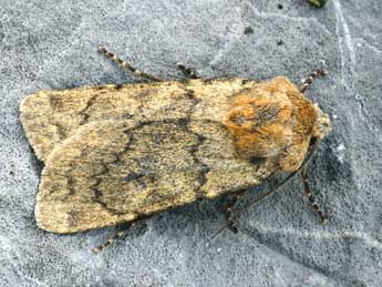 Euxoa culminicola Stgr adulte - �Daniel Morel