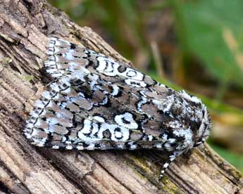 Lamprosticta culta D. & S. adulte - �Daniel Morel