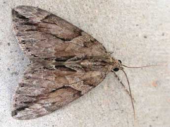 Thera cupressata Gey. adulte - �Claude Tautel