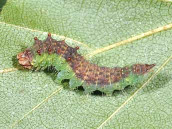  Chenille de Drepana curvatula Bkh. - �Philippe Mothiron