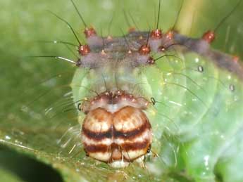  Chenille de Drepana curvatula Bkh. - �Philippe Mothiron