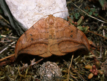 Drepana curvatula Bkh. adulte - �Philippe Mothiron