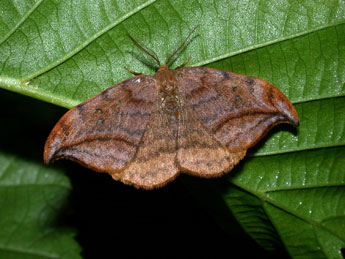 Drepana curvatula Bkh. adulte - �Philippe Mothiron