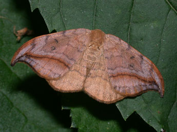 Drepana curvatula Bkh. adulte - �Philippe Mothiron