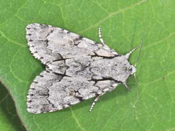 Acronicta cuspis Hb. adulte - �Philippe Mothiron