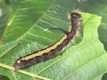  Chenille de Acronicta cuspis Hb. - �Philippe Mothiron