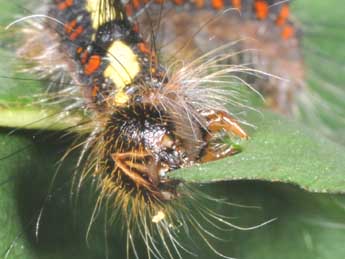  Chenille de Acronicta cuspis Hb. - �Philippe Mothiron