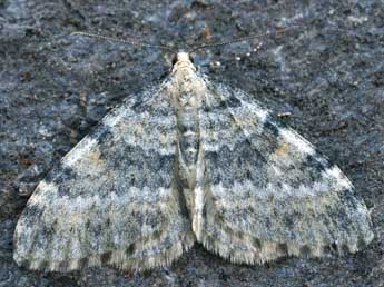 Entephria nobiliaria H.-S. adulte - �Daniel Morel