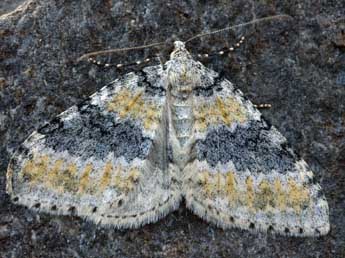 Entephria cyanata Hb. adulte - �Daniel Morel