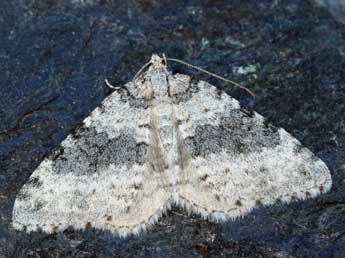 Entephria cyanata Hb. adulte - �Daniel Morel