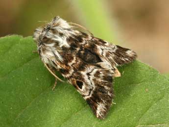 Omia cyclopea Grasl. adulte - �Daniel Morel