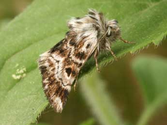 Omia cyclopea Grasl. adulte - �Daniel Morel