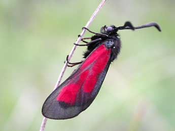 Zygaena cynarae Esp. adulte - �Eric Drouet- GIRAZ