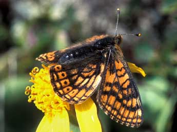 Euphydryas cynthia D. & S. adulte - �Tristan Lafranchis