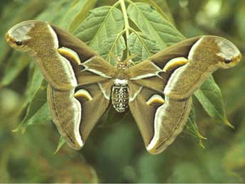 Samia cynthia Drury adulte - �Herv� Guyot