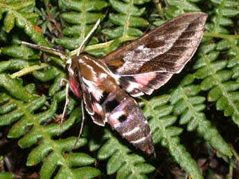 Hyles dahlii Gey. adulte - �Philippe Mothiron