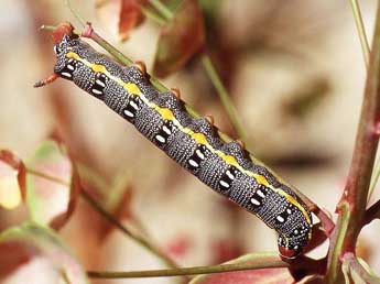  Chenille de Hyles dahlii Gey. - �Herv� Guyot