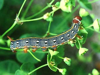  Chenille de Hyles dahlii Gey. - �Herv� Guyot