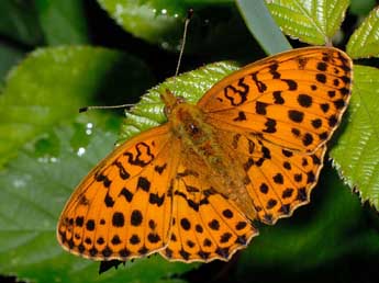 Brenthis daphne D. & S. adulte - �Fran�ois Spill