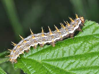  Chenille de Brenthis daphne D. & S. - �Philippe Mothiron