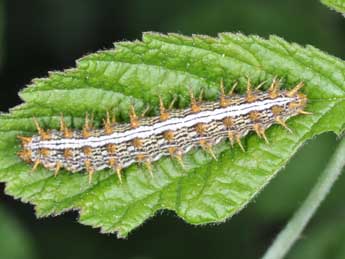  Chenille de Brenthis daphne D. & S. - �Philippe Mothiron