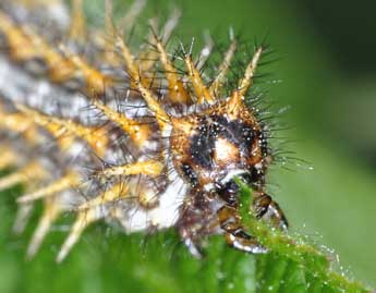  Chenille de Brenthis daphne D. & S. - �Philippe Mothiron