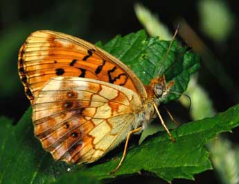 Brenthis daphne D. & S. adulte - �Fran�ois Spill