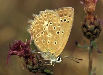 Polyommatus daphnis D. & S. adulte - �Tristan Lafranchis